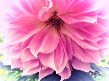 Pink pretty Dahliaの写真素材