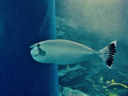 The Blue World and a Fish