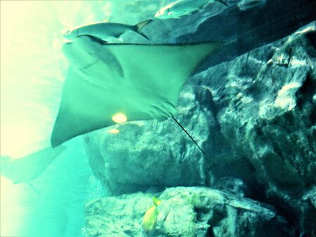 The World of the Green Sea