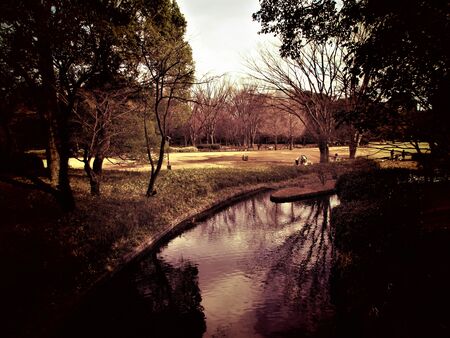 Nature in the eveningの写真素材