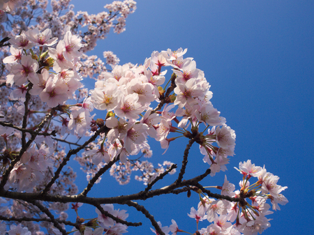 Blue sky and cherry blossomsの写真素材