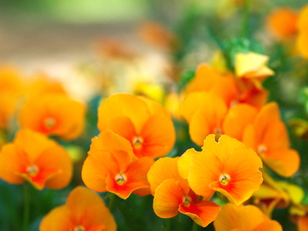 This is a poppy orange.の写真素材