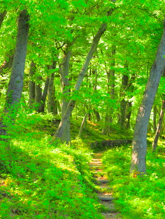 It is a photograph at the time of the forest early in the morning. Sunlight was beautiful.の写真素材