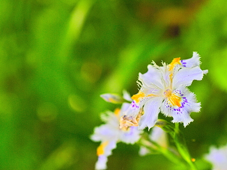 This is the flower of fringed iris.の写真素材