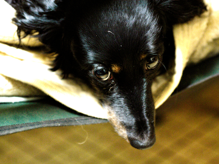 miniature duchshundの写真素材