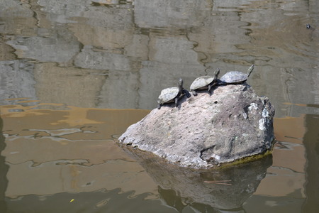 a turtle