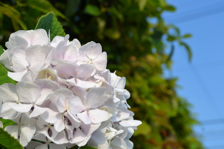a hydrangea of white color glittered in the morning sunの写真素材