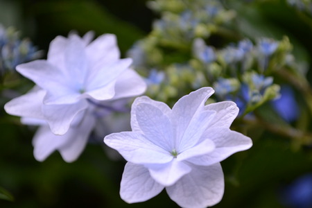 close up of A hydrangea colored whiteの写真素材