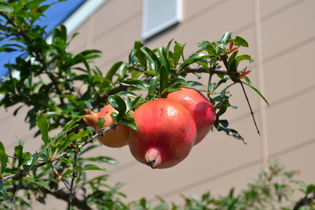nuts of a pomegranate in autumnの写真素材