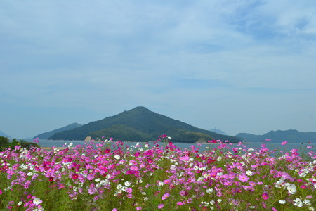 field of cosmos and islandの写真素材