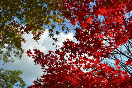 Japanese maple in the park