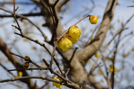 Japanese allspice  colored yellowの写真素材