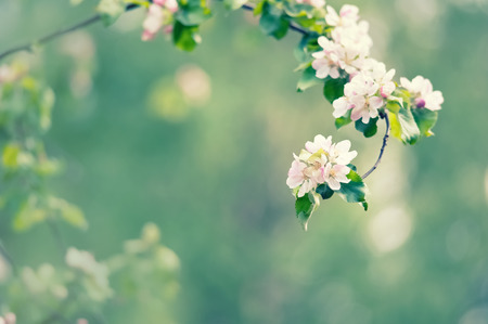 Apple blossomsの写真素材