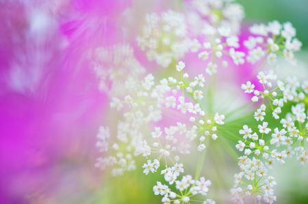 Meadow flowers with defocused background