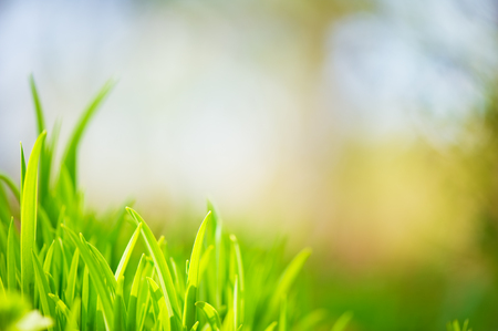 Fresh green grass with blurred defocused background.の写真素材