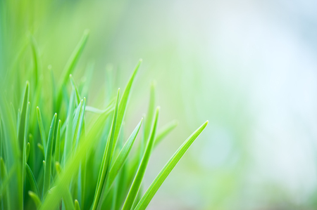 Fresh green grass with blurred defocused background.の写真素材