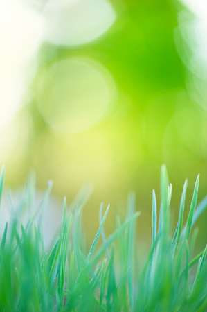 Fresh green grass with blurred defocused background.の写真素材