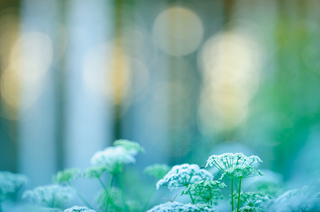 Flowering cow parsley in dreamy summer view