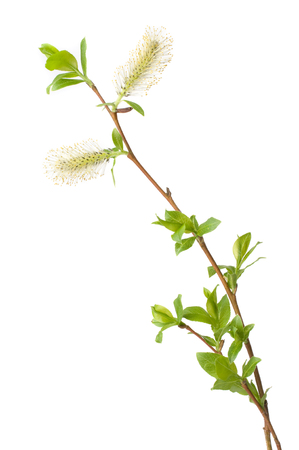 Willow (Salix sp.) branch with pussy willow catkins and emerging leaves. Isolated on white background.の写真素材