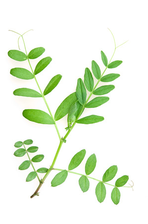 Vetch (Vicia sp.) leaves isolated on white background.の写真素材