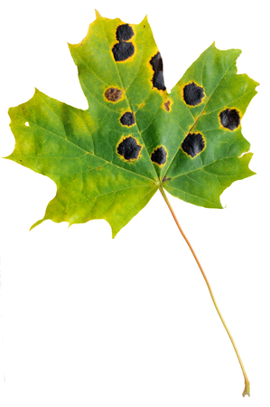 Autumn maple leaf infected with tar spot fungus. Isolated on white background.の写真素材