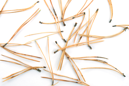 Dried Scots pine needles isolated on white background.の写真素材