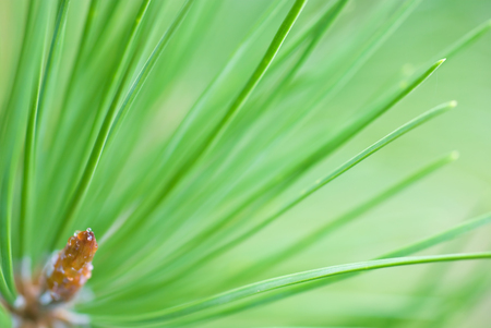 Terminal bud and needles of Lodgepole Pine (Pinus contorta). Selective focus and very shallow depth of field.の写真素材