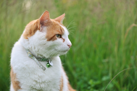 Cat in meadow. Shallow depth of field.の写真素材