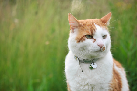 Cat in meadow. Shallow depth of field.