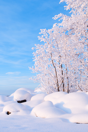 Winter view of lake shore. Newly fallen snow covering stones and trees.の写真素材