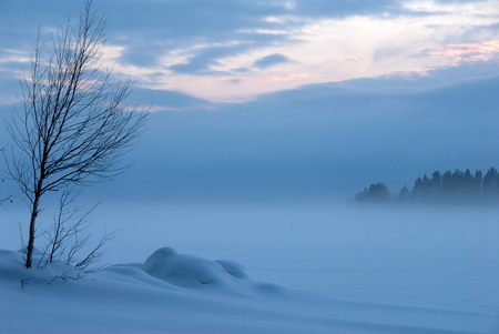 Bare birch tree at frozen lake shore. Winter landscape in Eastern Finland.の写真素材