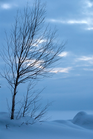 Bare birch tree at frozen lake shore. Winter landscape in Eastern Finland.の写真素材