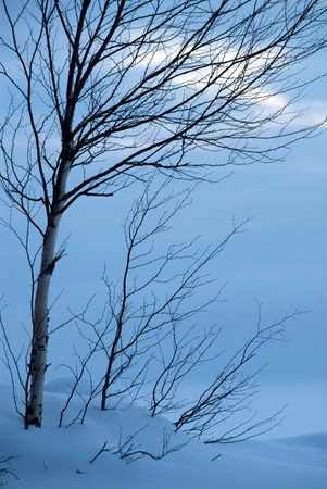 Bare birch tree at frozen lake shore. Winter landscape in Eastern Finland.の写真素材