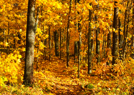 Path winding through autumn forest. Maple trees (Acer platanoides) in fall colors.の写真素材