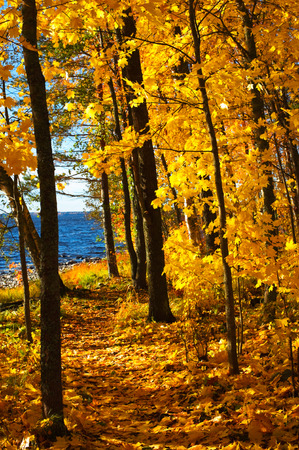 Path winding through autumn forest. Maple trees (Acer platanoides) in fall colors.の写真素材