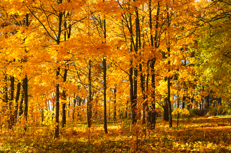 Autumn forest. Maple trees (Acer platanoides) in fall colors.の写真素材