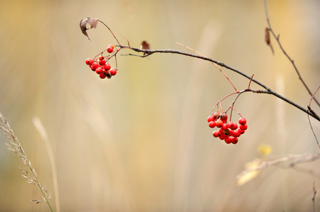 Red ripe rowanberries (Sorbus aucuparia) in autumn forest against blurred defocused background.の写真素材