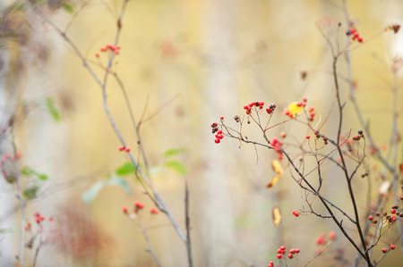Red ripe rowanberries (Sorbus aucuparia) in autumn forest against blurred defocused background.の写真素材