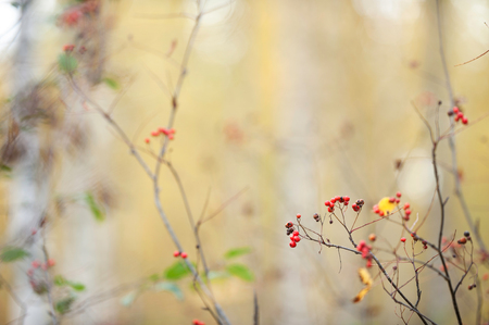 Red ripe rowanberries (Sorbus aucuparia) in autumn forest against blurred defocused background.の写真素材