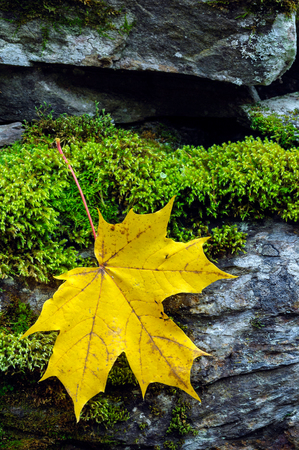 Yellow autumn maple leaf on stone wall covered with green moss.の写真素材
