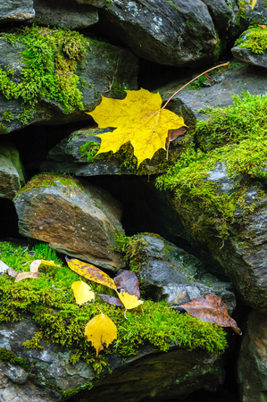 Yellow autumn leaves on stone wall covered with green moss.の写真素材