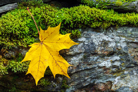 Yellow autumn maple leaf on stone wall covered with green moss.の写真素材