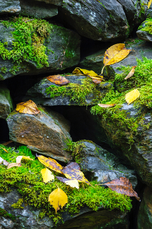 Yellow autumn leaves on stone wall covered with green moss.の写真素材