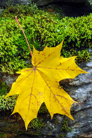 Yellow autumn maple leaf on stone wall covered with green moss.の写真素材