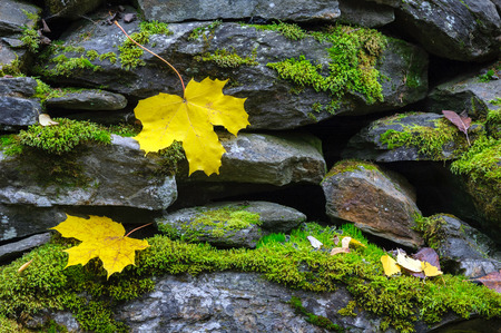 Yellow autumn leaves on stone wall covered with green moss.の写真素材