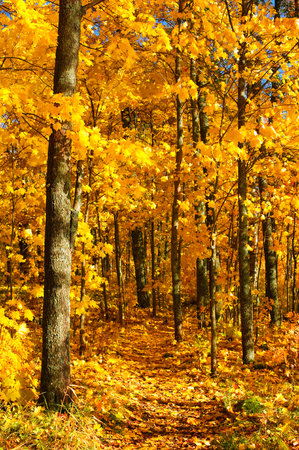 Path winding through autumn forest. Maple trees (Acer platanoides) in fall colors.の写真素材