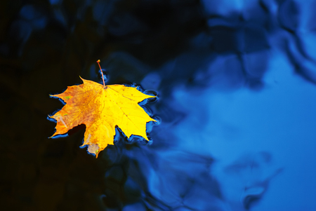 Fallen maple leaf in autumn colors floating on water surface.の写真素材