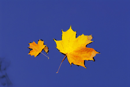 Fallen maple leaves in autumn colors floating on water surface.の写真素材