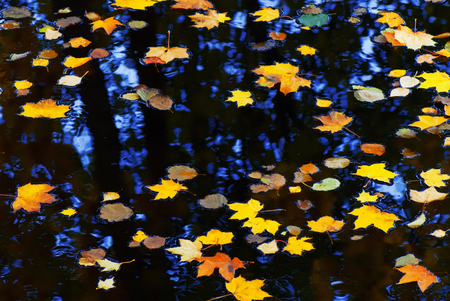 Colorful autumn leaves floating on water surface.の写真素材