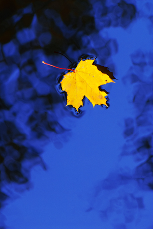 Fallen maple leaf in autumn colors floating on water surface.の写真素材